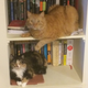 My two cats: Finn the orange tabby and Essie the calico tabby. This post is about Essie.